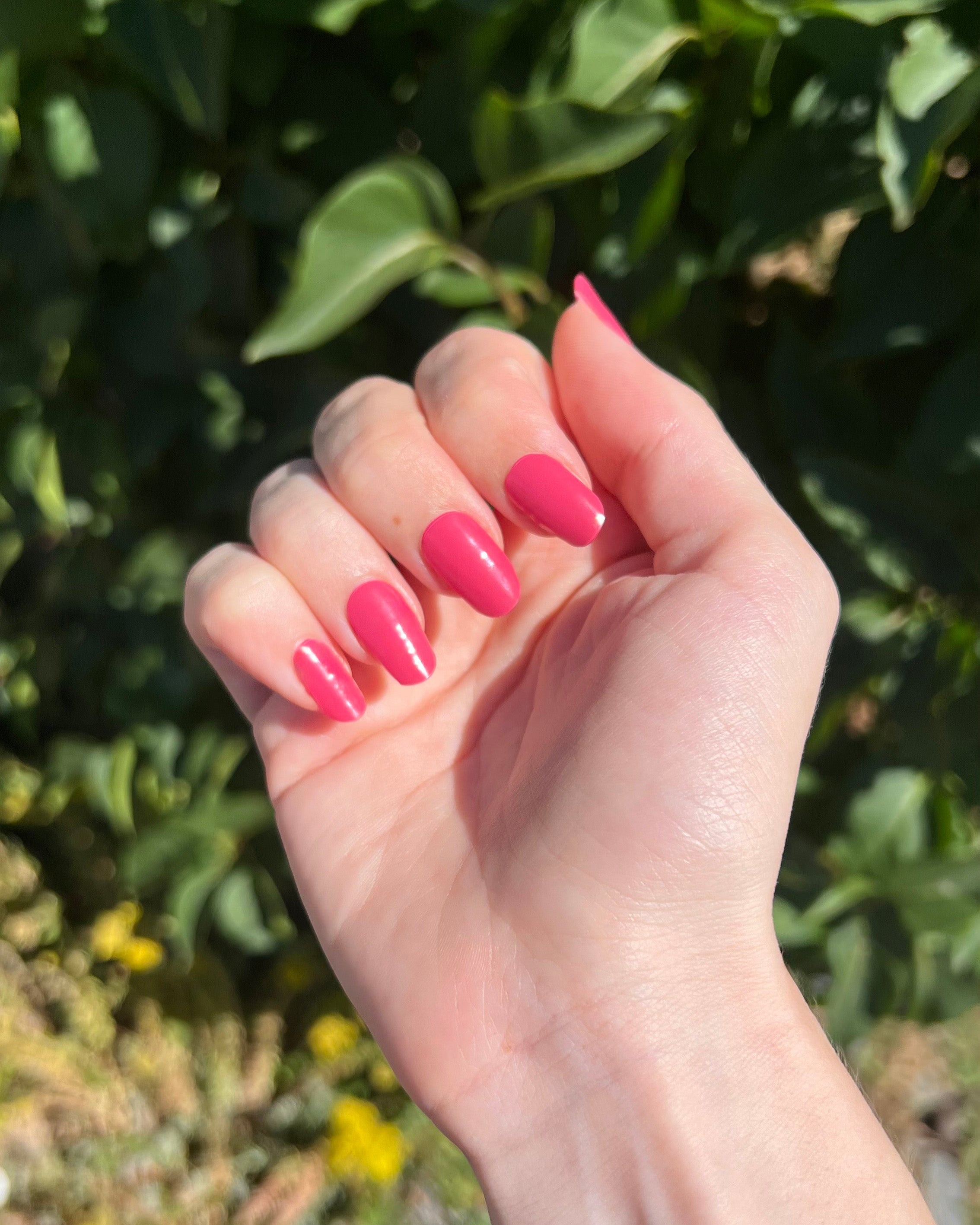Hibiscus
